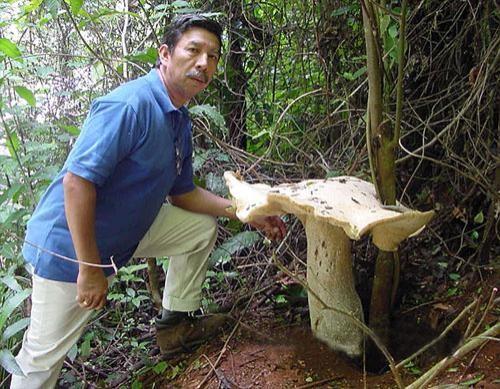 Des cueillettes comme ca je veux bien en faire tous les dimanches - big mushroom