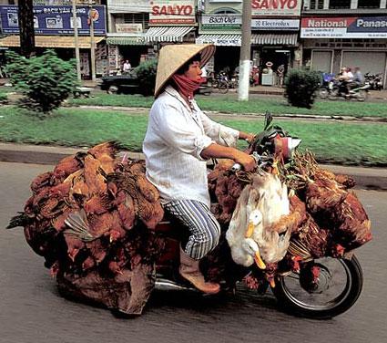 Elle aura de quoi manger ce soir - chicken bike