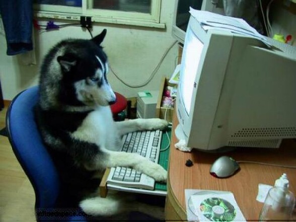 Chien geek : un husky informaticien assis sagement devant son pc - geek dog un husky informaticien assis sagement devant son ordinateur