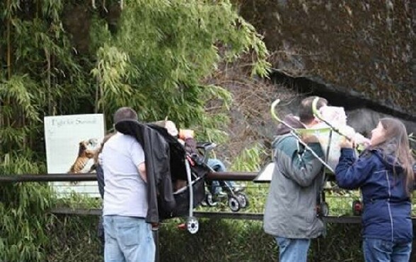 Ils sont inconscients ces parents ! - ils mettent leurs enfants dans des poussettes dans