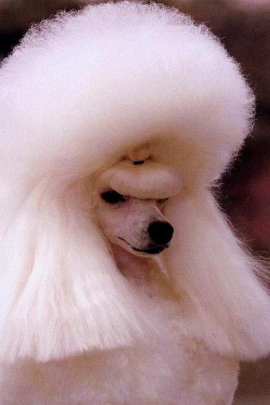 Nous n avons pas les memes valeurs - smart dog