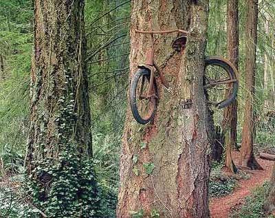 Comment il a fait pour arriver la ? :o - strange tree