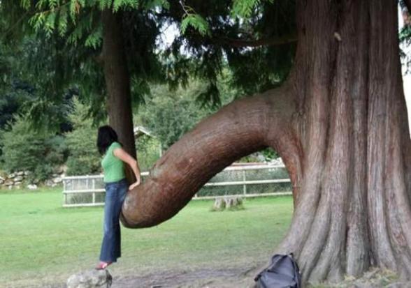 Elle fait de l effet aux arbres ! - tree erection