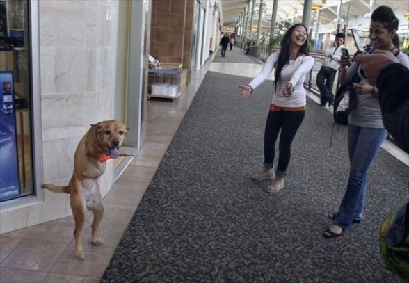 Pauvre chien - two legs dog