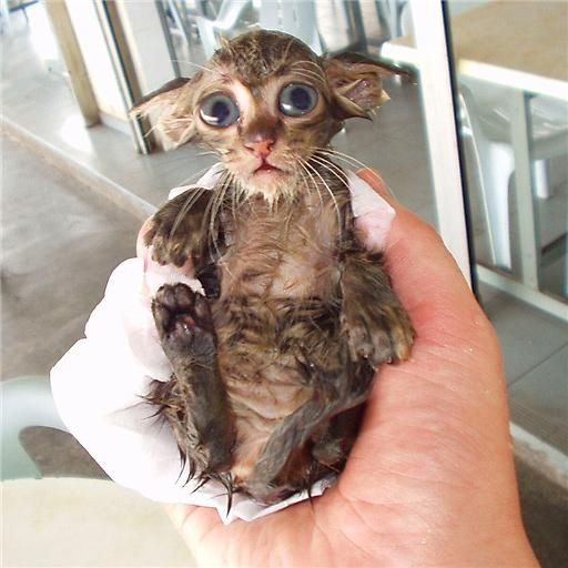 Il est gentil mais qu est qu il est moche :p - ugly cat
