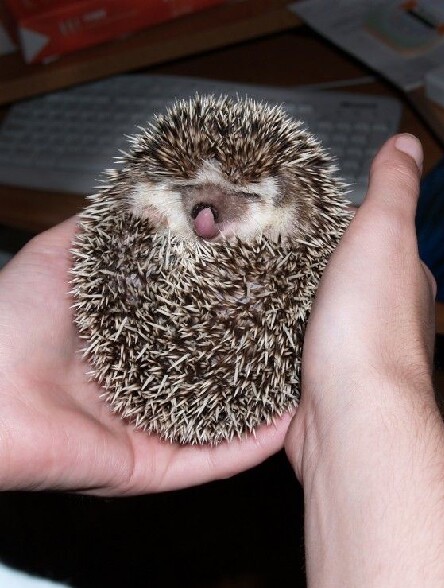Trop mignon ce bebe herisson - un bebe herisson tout mignon qui tire la langue ou pas