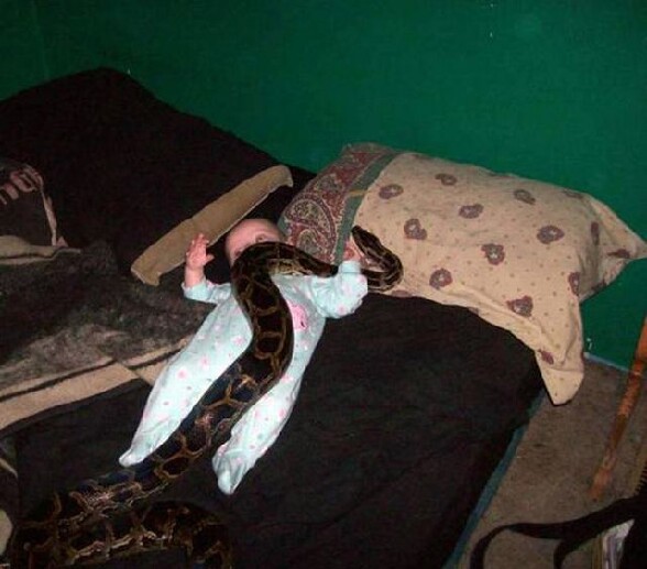 Des parents qui laisse leur bebe avec un enorme serpent - un jeune enfant dans un lit avec un gros boa constrictor