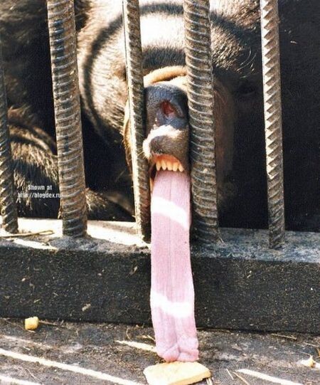 Sacree langue cet ours ! - un ours avec un langue enorme qui essaye de chopper un truc a bouffer a travers des barreaux