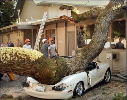 Une belle caisse ecrasee par un tronc d arbre - une belle voiture blanche ecrasee par un tronc d arbre