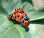 Une partouze entre coccinelles :)